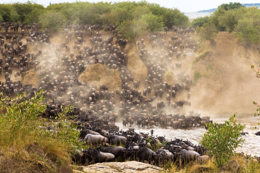 Stádo byvolov pri zdolávaní rieky Mara