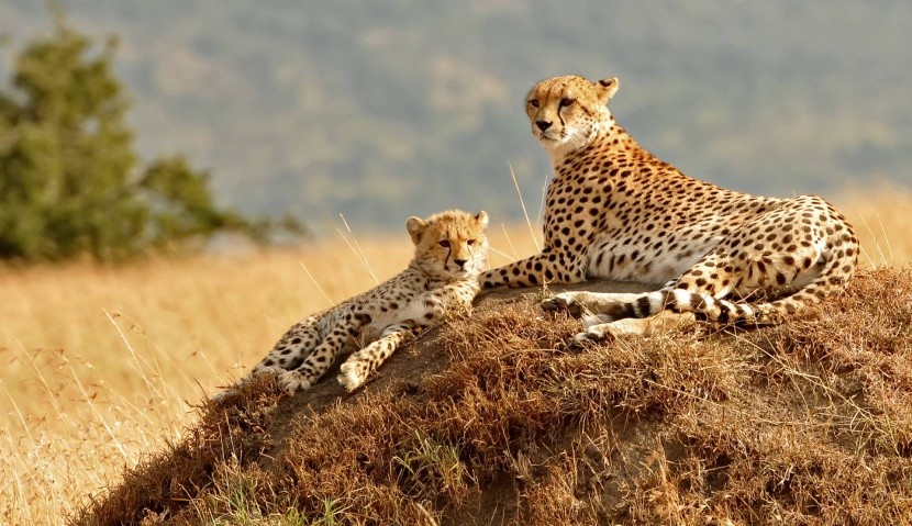 Gepardy v Masai Mara