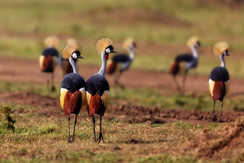 Jeřábi královští v Masai Mara