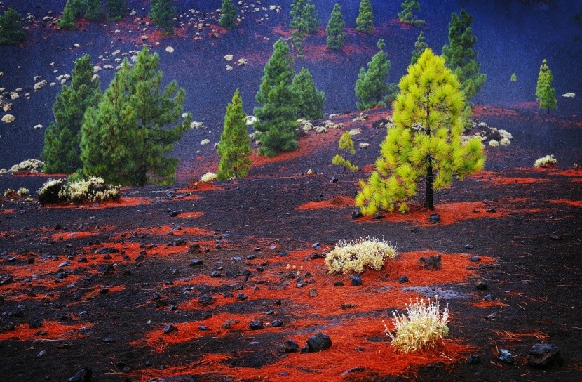 Svahy sopky Teide