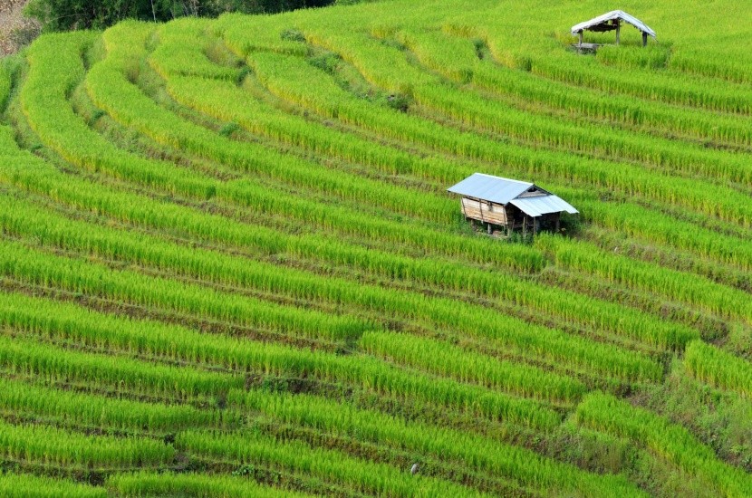 Rýžové terasy v Indii