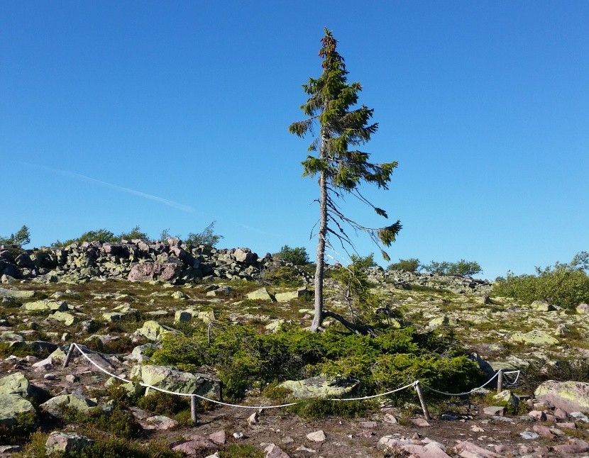 OId Tjikko Svédország  legöregebb fa lucfenyő