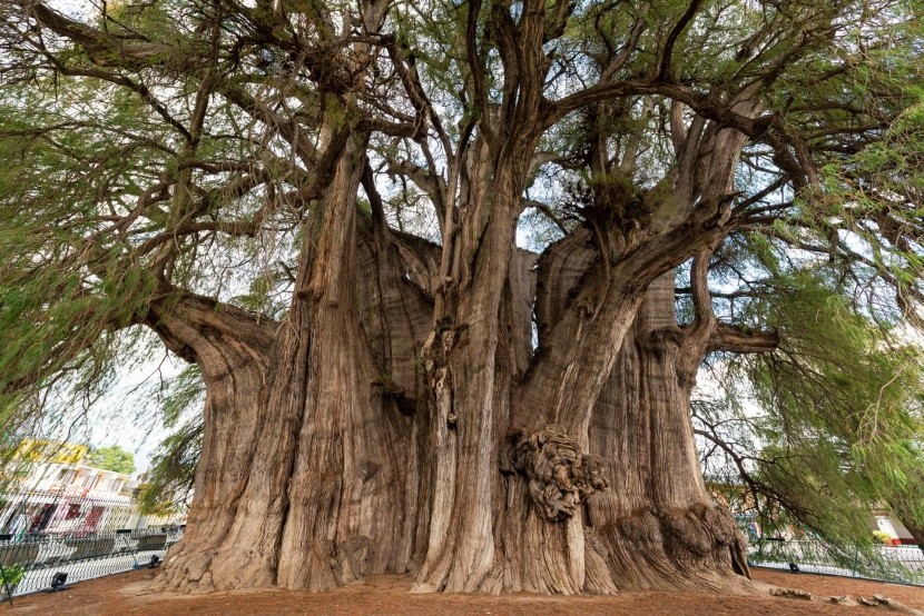 Arbol del Tule legvastagabb törzsű fa Mexikó