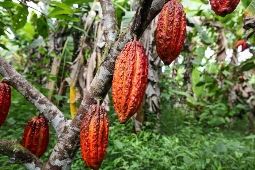 Plody kakaovníka