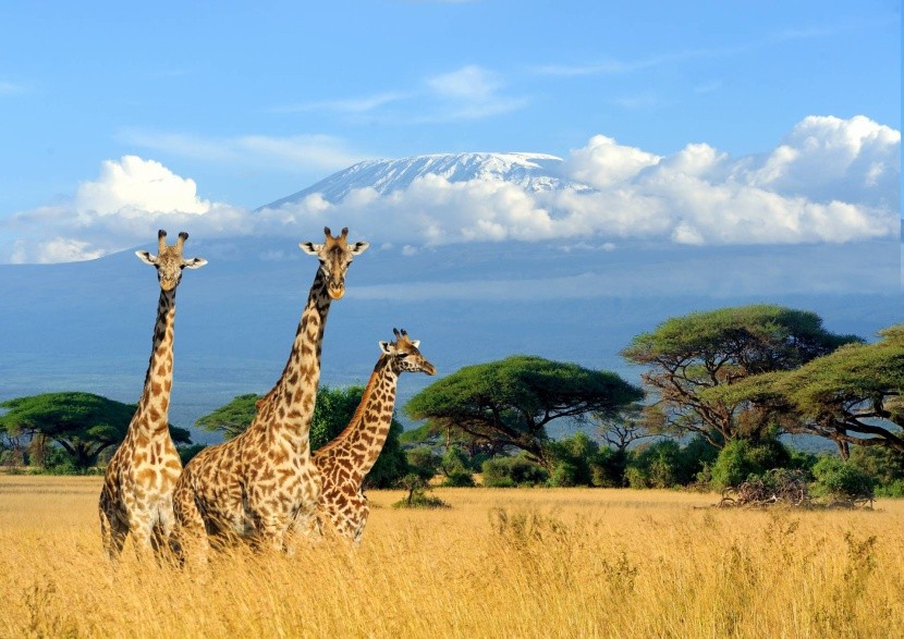 Národní park Amboseli v Keni