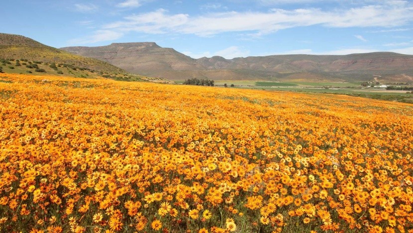 Namaqualand, Juhoafrická republika