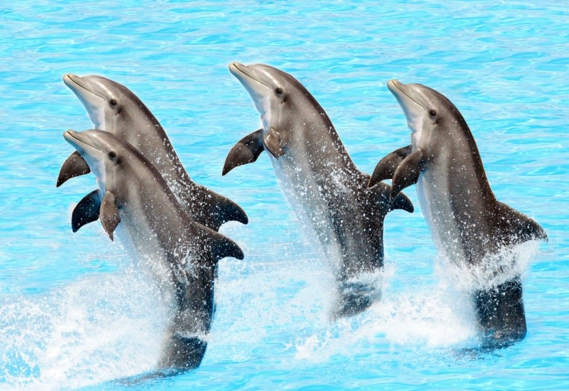 Delfíní show