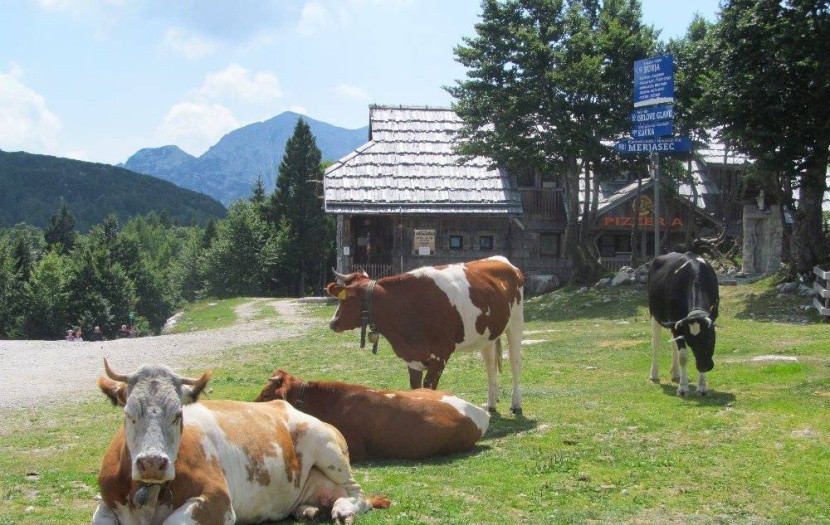 V okolí jezera Bohinj