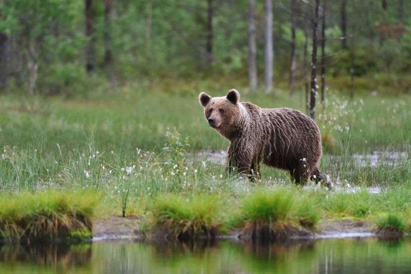 Medvěd v národním parku Risnjak