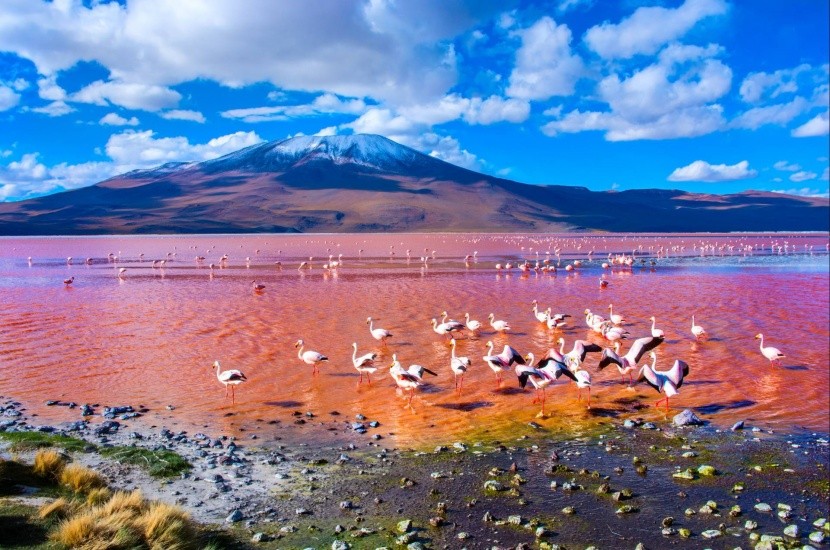 Laguna Colorada, Bolívie