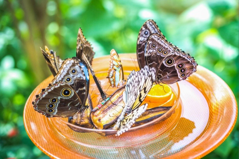 Motýli z ostrova Mainau