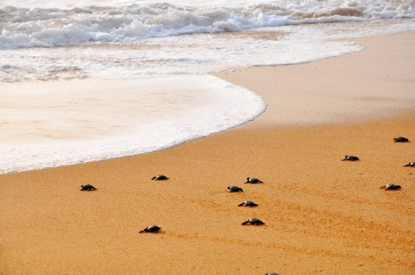 Novorozené želvy na pláži Alagadi