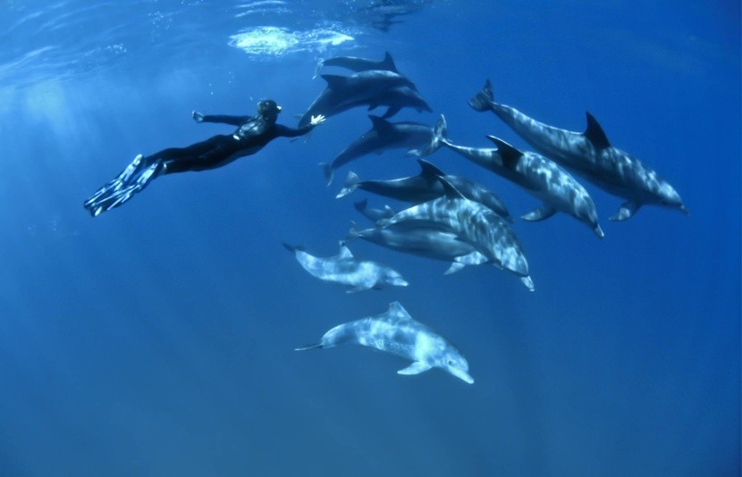 Ras Samadai, delfíní útes