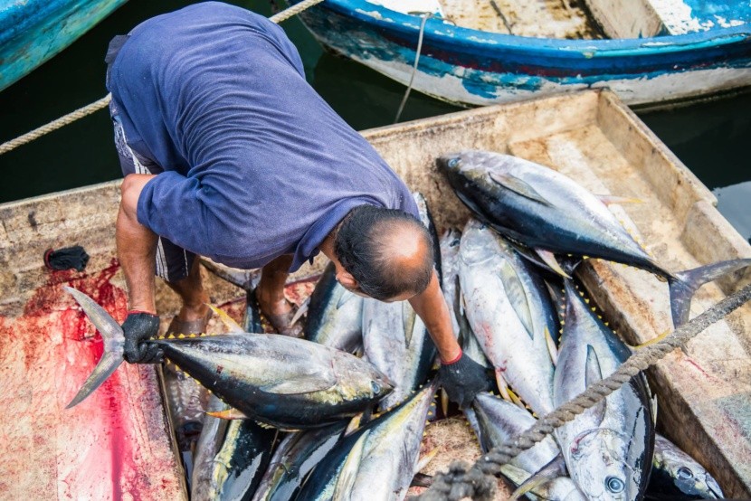 Čerstvé ryby pro trh v Malé