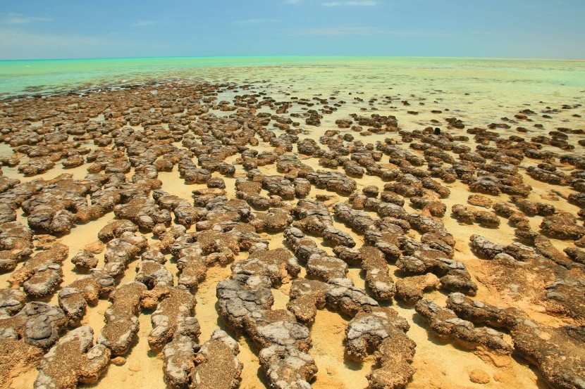Stromatolity v Hamelin Pool