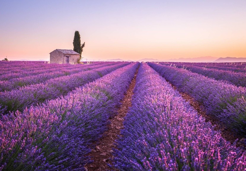 Provence, Francie