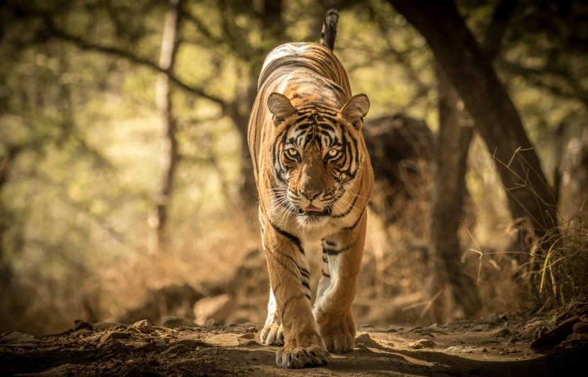 Tiger indický v NP Ranthambore