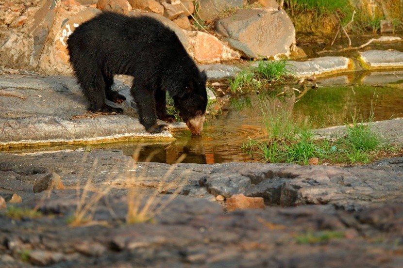 Medvěd pyskatý v NP Ranthambore