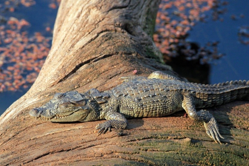 Krokodýl u jezera Malik Talao