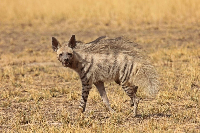 Hyena pruhovaná v NP Chambi