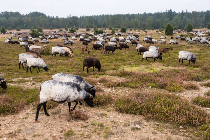 Ovce na Lüneburgských vresoviskách
