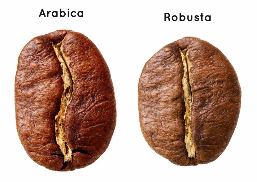 Arabica vs Robusta