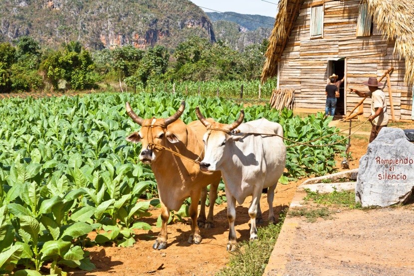 Mezőgazdaság a Viñales-völgyben