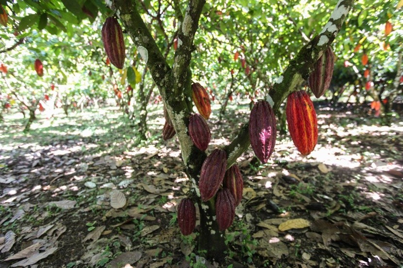 Kakaová plantáž