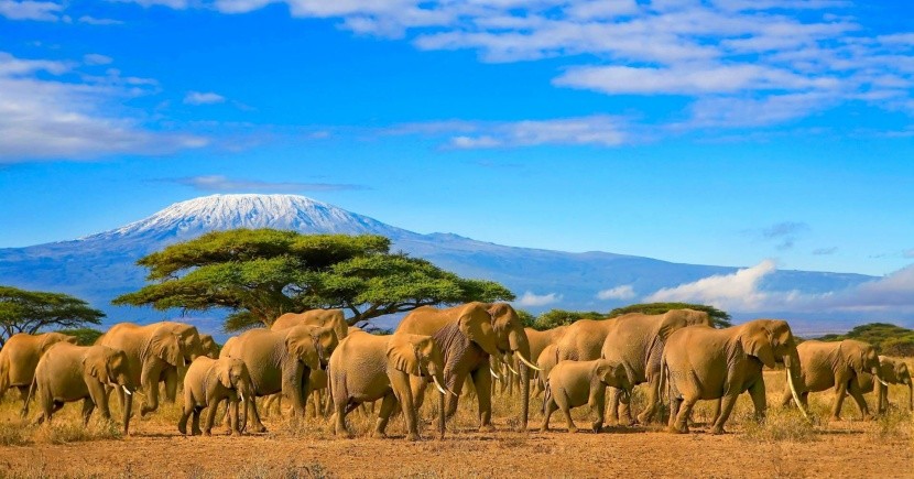 Kenya, szafari