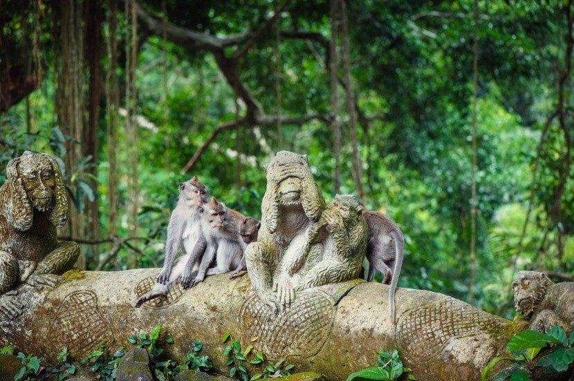 Všadeprítomné opice