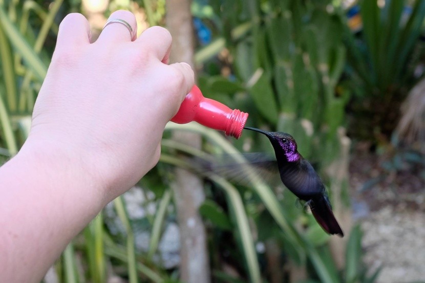 Kŕmenie kolibríkov na Jamajke