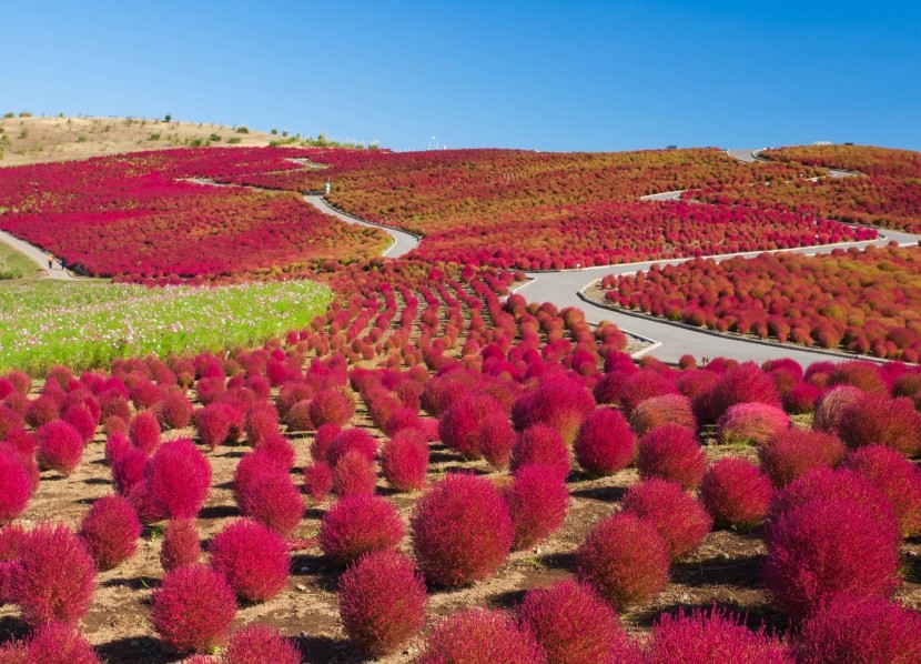 Hitachi Seaside Park na podzim