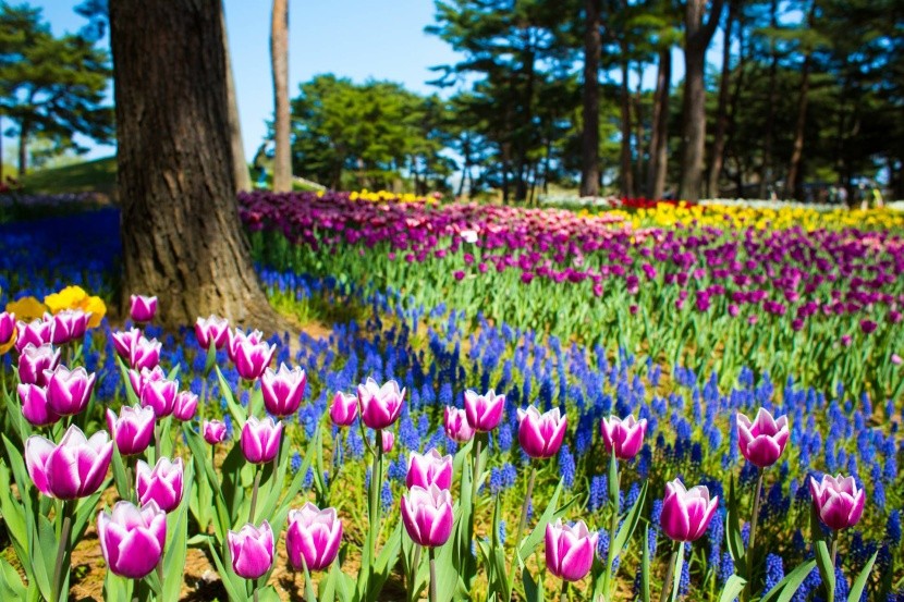Tulipány v Hitachi Seaside Parku
