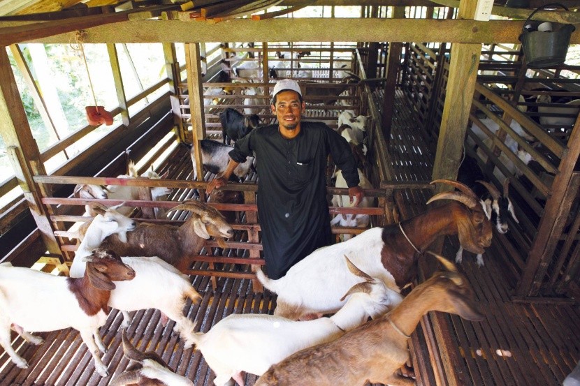 Kozí farma v Bang Rong