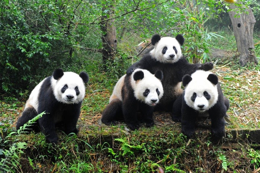 Pandy v Čcheng-tu