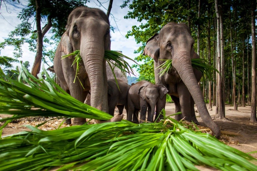 Sloní park u Čiang Mai, Thajsko