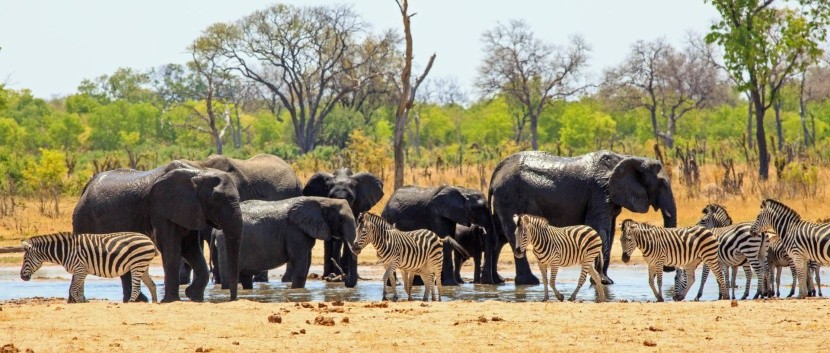 Národní park Hwange, Zimbabwe