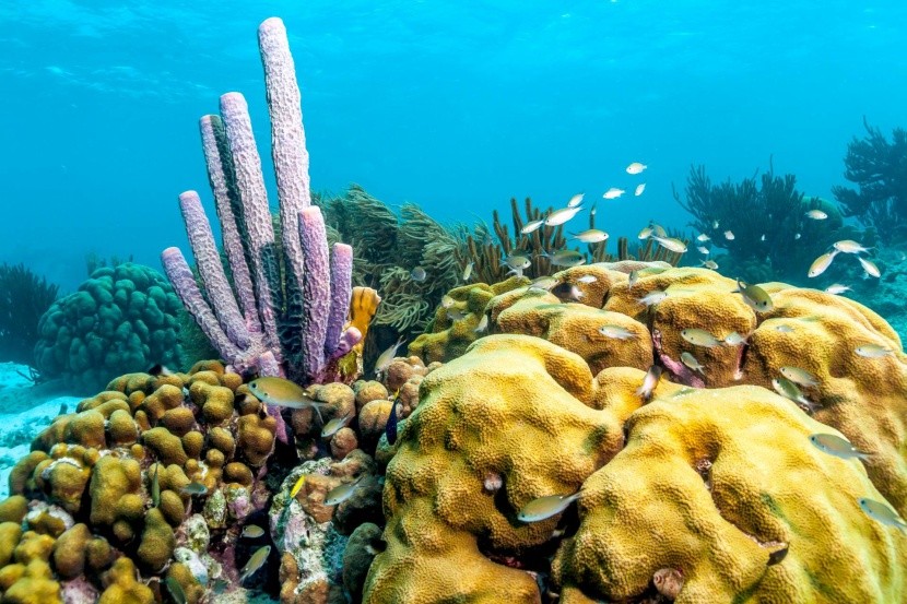 Podmorský život vo vode Bonaire