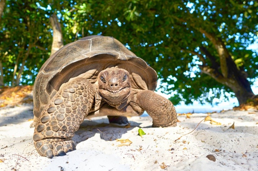 Obří želva na Seychelách