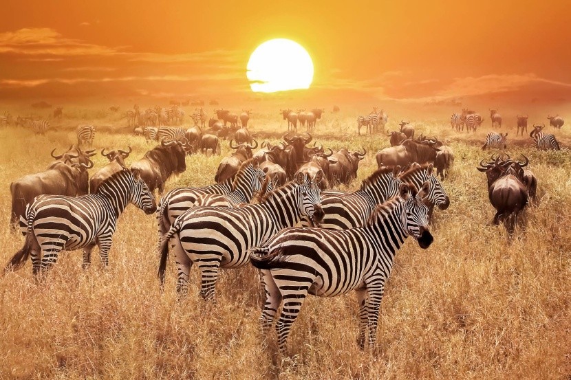Serengeti Nemzeti Park
