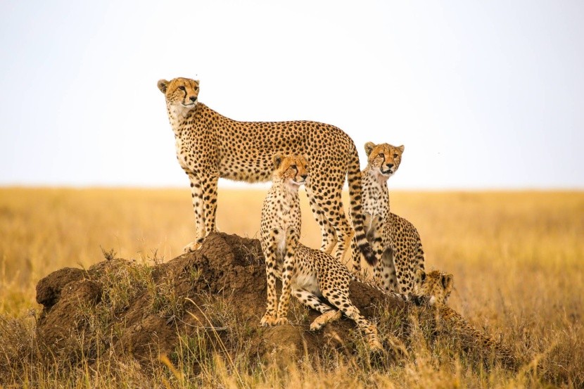 Gepárdcsalád a Serengeti Nemzeti Parkban