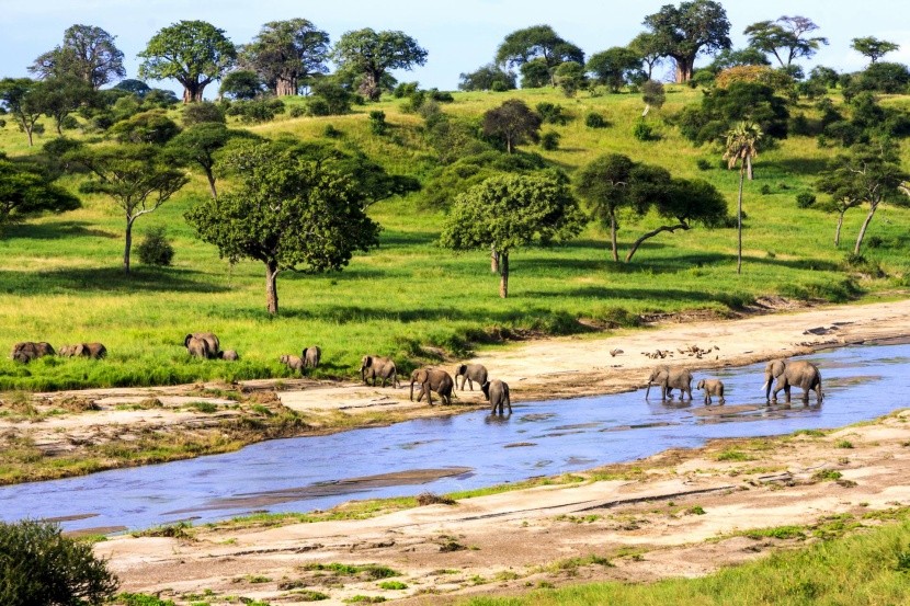 Elefántok a Serengetiben