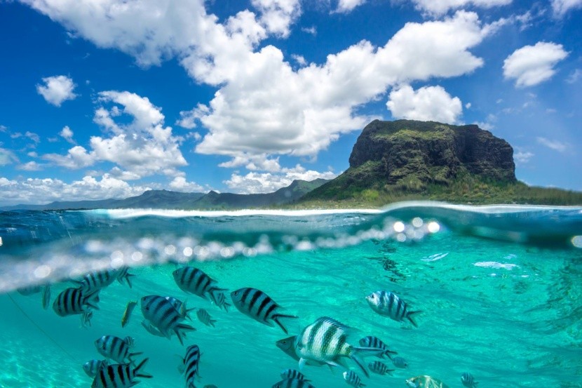 Tenger alatti élet Mauritius partjai körül