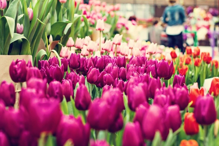 Výstava tulipánov