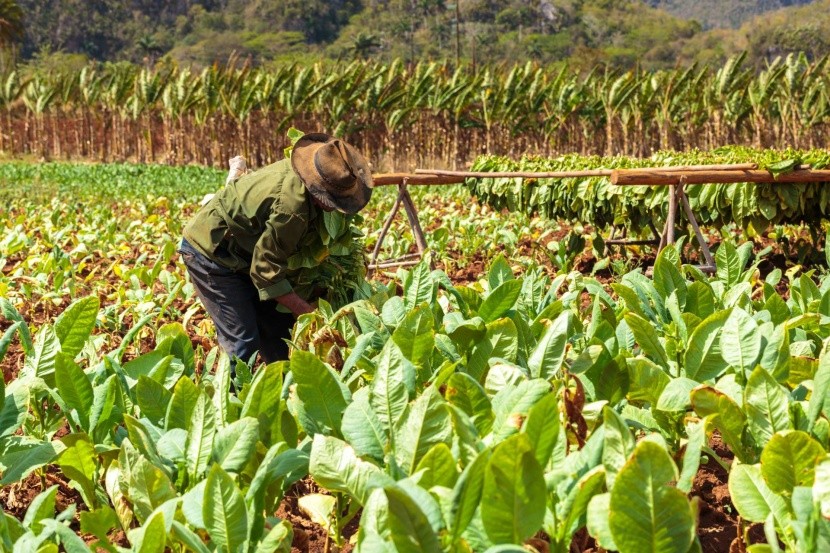 Tabaková plantáž na Kube