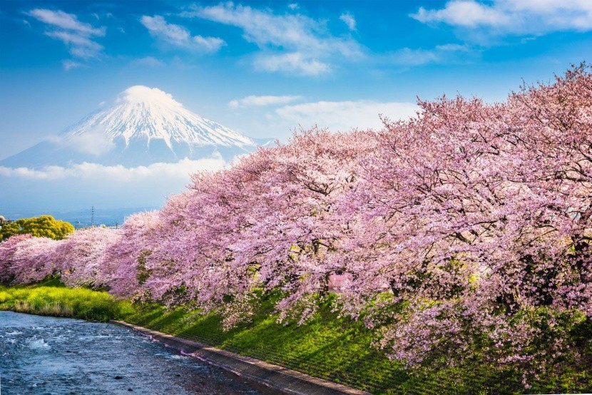 Amikor Japánban virágoznak a fák