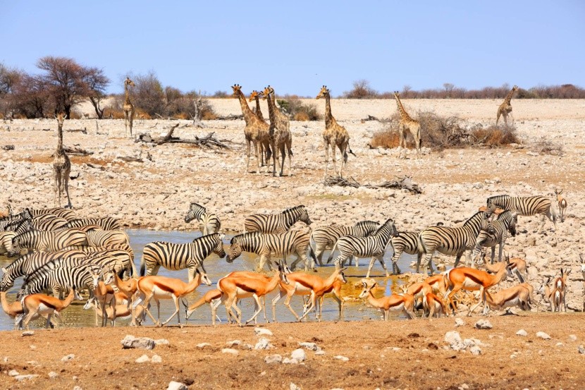 Národní park Etosha, Namibie