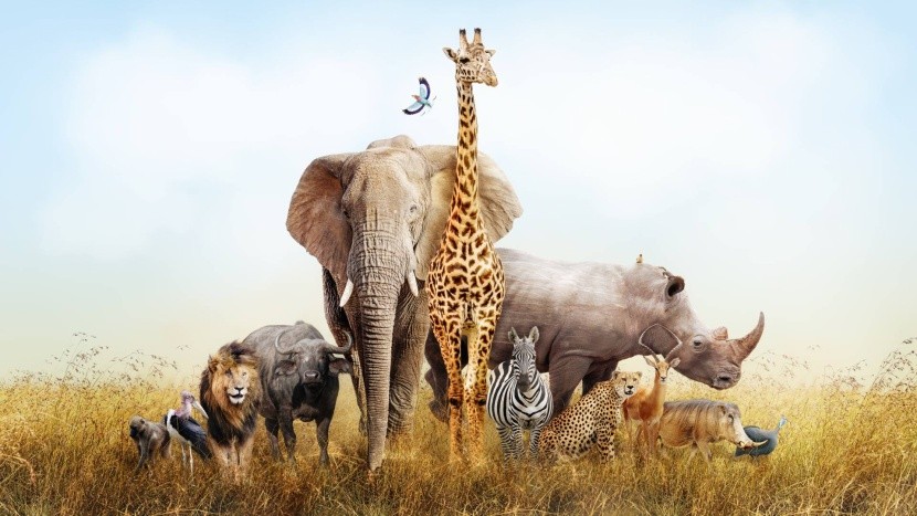 Zvířata Afriky - potkáte je všechny?