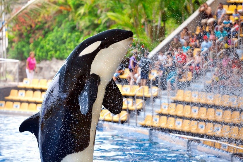 Loro Parque na Tenerife