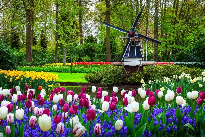 Kvetinový park Keukenhof v Holandsku